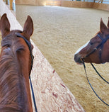 Brown horse looking at its reflection in a mirror mounted inside an equestrian riding arena