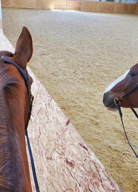 Brown horse looking at its reflection in a mirror mounted inside an equestrian riding arena