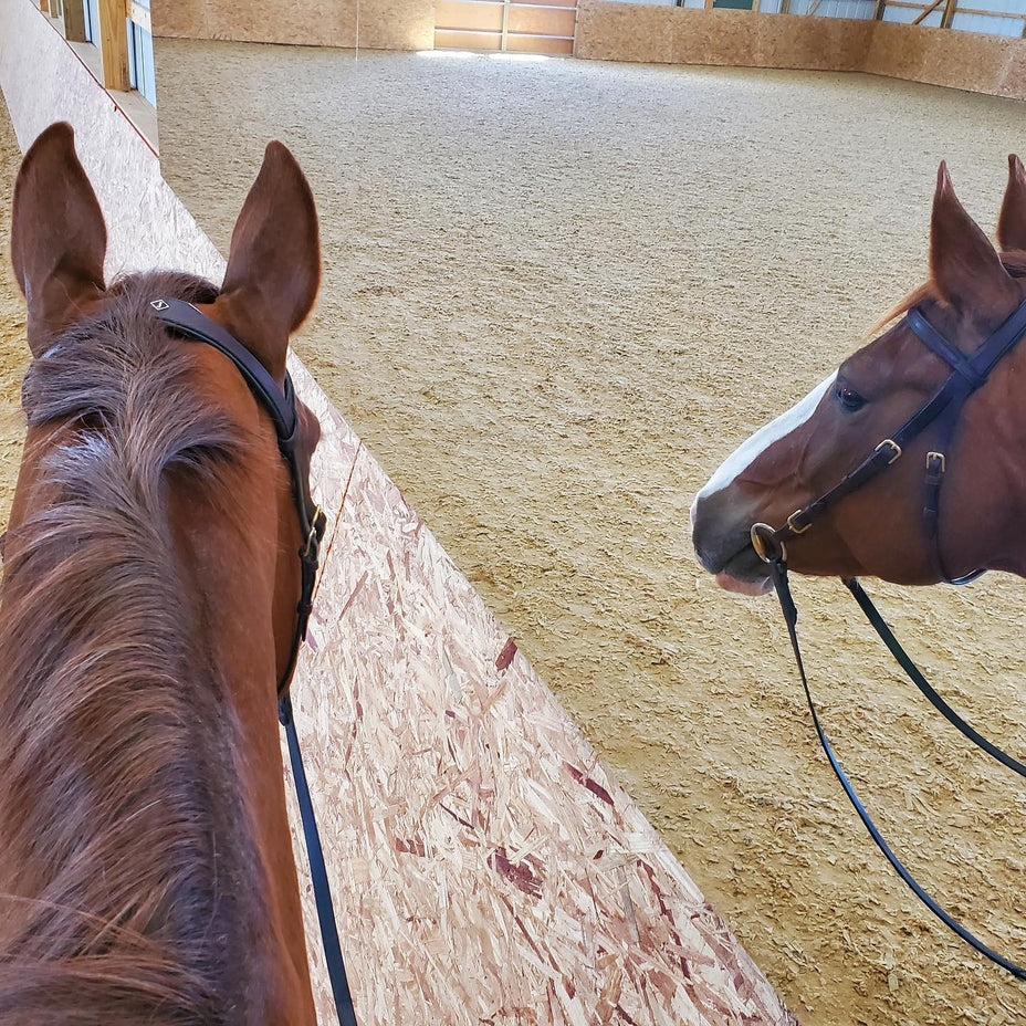 Brown horse looking at its reflection in a mirror